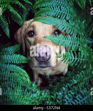 Ein süßer Labrador Retriever Hund versteckt sich zwischen Farnblättern und den Wedel von üppigem grünem Laub während eines Hundespaziergangs durch den Wald Stockfoto