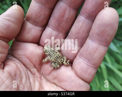 Kröte mit Nacktjackschnuck. Epidalea calamita, ehemaliger Bufo calamita. Stockfoto