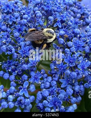 Hummel bestäubt die Knospen einer blauen Hortensienblume Stockfoto