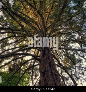 Riesiger Redwood Baum im Brandon Country Park Stockfoto