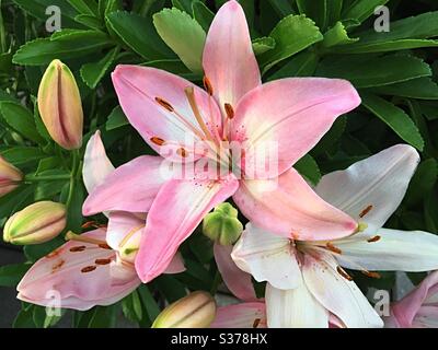 Nahaufnahme von rosa und weißen Lilien in voller Blüte Stockfoto