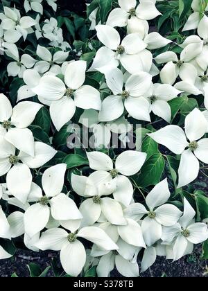 Weiße Dogwood Baum Blumen schaffen ein Muster Stockfoto