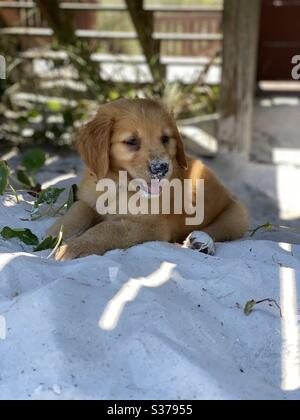 Porträt eines goldenen Retriever Welpen mit Sand auf der Nase im Sand liegen Stockfoto