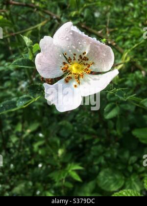 Weiße Hundsrose (Rosa Canina) Blume Stockfoto