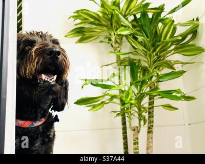 Ein glücklicher schwarzer Labradoodle Hund. Stockfoto