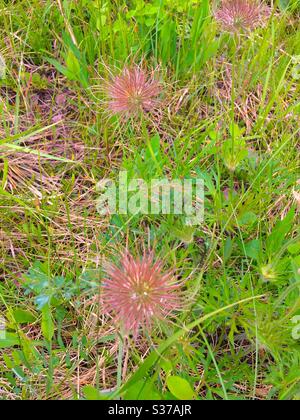 Geum triflorum, Prärierauch, dreiblütige Avenen oder alte Mann Whisker, ist eine Frühling blühende mehrjährige krautige Pflanze von Nordamerika aus Nord-Kanada bis Kalifornien und Osten bis New York Stockfoto