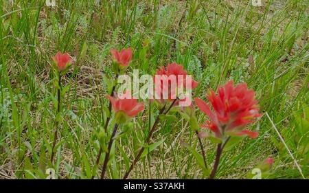 Wildblumen von Alberta, Kanada, Pinsel, rot, Castilleja indivisa, Texas indischen Pinsel, entireleaf indischen Pinsel, Stockfoto