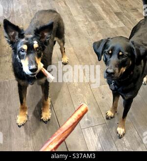 Geschwisterrivalität. Ein Hund hält seine Behandlung, während sein Auge auf den, der zu seiner Schwester gehen. Los Angles CA 6.17.20 Stockfoto