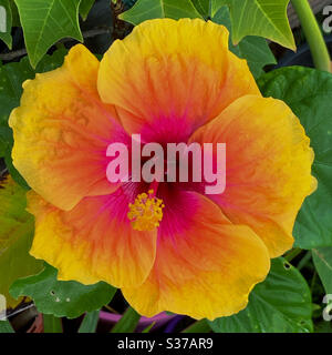 Herrlich leuchtend farbige gelb-orange und rosa Hibiscus Rosa Sinensis Blume Stockfoto