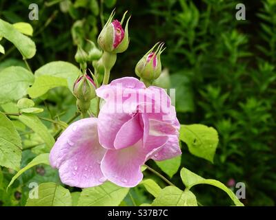 Schöne rosa Rose und Rose Knospen in einem schönen Garten Stockfoto