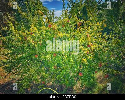 Granatapfel Baum wächst in Griechenland auf Thassos Insel. Stockfoto