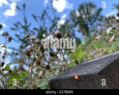 Marienkäfer auf einem Zaunpfosten, in der Sonne Stockfoto