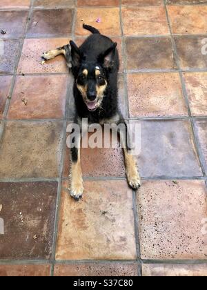 Netter älterer Hund auf Terrakotta-Fliesen. Los Angeles CA 6.19.20 Stockfoto