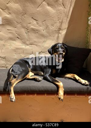 Grinsender Hund sitzt in der Sonne auf einer Stoffbank in Los Angeles ca. 6.19.20 Stockfoto