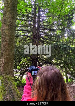 Mädchen, das im Sommer ein Bild von einem Baum mit einer Kamera Stockfoto