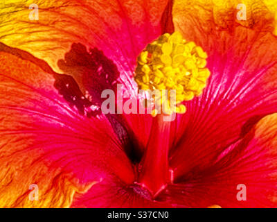 Zentrale Staubgefäße einer hellen und leuchtend gefärbten rot-rosa-gelben und orangen Hibiskusblüte Stockfoto