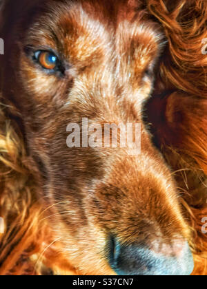 Puppy Face, das goldbraune samtige Gesicht eines irischen oder roten Setter Hundes Stockfoto
