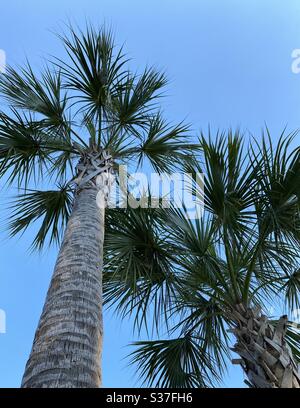 Palmen mit blauem Himmel Stockfoto