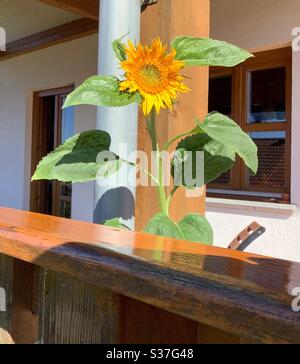 Einzelne blühende Sonnenblume auf Holzbalkon Stockfoto