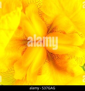 Nahaufnahme einer gelben Irisblume (Iris pseudacorus). Stockfoto