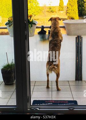 Was ist los? Der Hund stand auf zwei Beinen und blickte auf den Balkon. Stockfoto