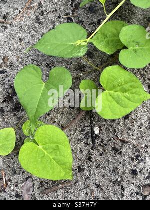 Herzweinrebe wächst auf Waldboden Stockfoto