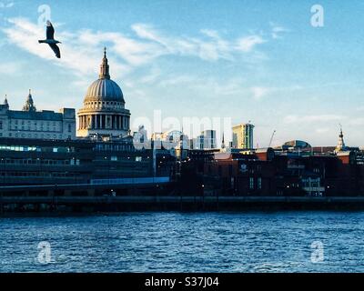 Die Möwe fliegt über die Themse in St. Paul's Cathedral in London Stockfoto