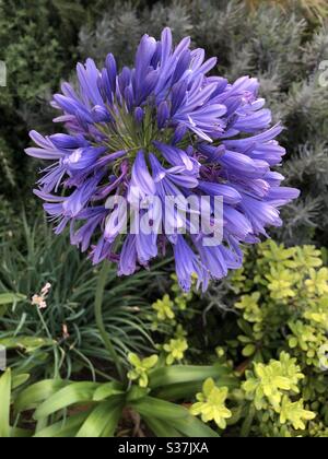 Agapanthus Pflanze auf grünem Hintergrund Stockfoto