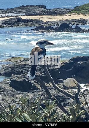 Der legendäre australische Vogel Kookaburra am Meer macht eine Pause, um die beste Aussicht zu genießen Stockfoto