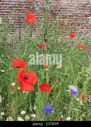 Mohnblumen und Wildblumen gegen die Ziegelmauer Stockfoto