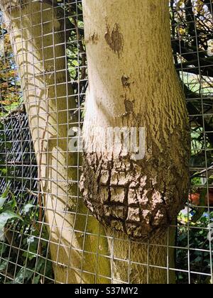 Baum wächst durch Zaun Stockfoto