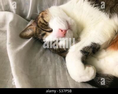 Tabby und weiße Katze schlafen Stockfoto