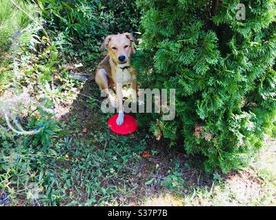 Hund versteckt sich hinter Busch mit einer Pfote auf seiner Frisbee Stockfoto