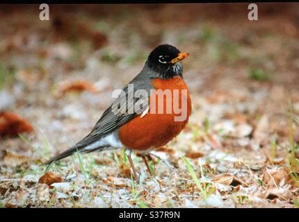 Nordamerikanische Vögel, Vögel von Nordamerika, amerikanischer Rotkehlchen. Vogel, Natur, Wälder, Wald, Federn, Flug, Naturliebhaber Stockfoto