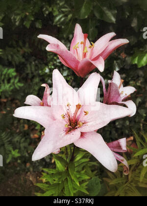 Schöne rosa Lilien in einem Garten Stockfoto