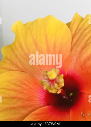 Sonne geküsst hell orange Farbe Hibiskus Blume , homegrown Topfpflanze, Singapur -chembarathi Stockfoto