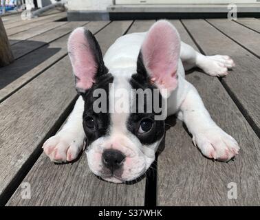 Französisch Bulldogge Welpen drei Monate alt Blick auf die Kamera Stockfoto