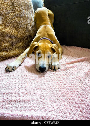 Lurcher Welpen wollen spielen Stockfoto