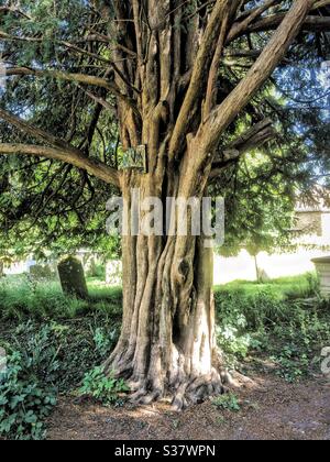 Nahaufnahme des Baumstamms einer Eibe im Friedhof der St. Augustine’s Church, Northbourne, Kent Stockfoto