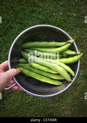 Frau hält einen Sieb aus frisch geernteten Bohnen-Schoten in einem Garten Stockfoto