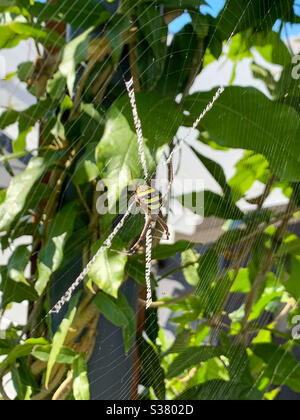 St Andrews Cross Spider in ihrem hübschen Netz Stockfoto