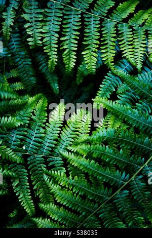 Wedel und Farn Hintergrund Stockfoto