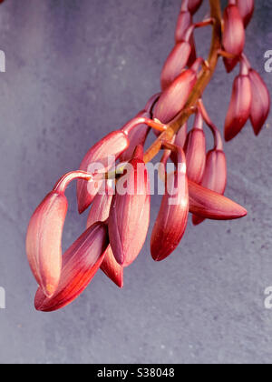 Dunkelrosa bronzefarbene Orchideenknospen in der Sonne Stockfoto