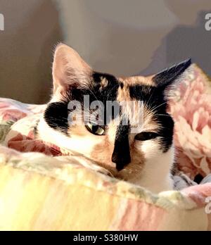 Portrait von schönen Calico Katze mit wunderschönen grünen Augen kastrierte weibliche Rettung Kitty jetzt Indoor Begleiter Haustier, inländische oder amerikanische Kurzhaar Kitty, blind in ihrem linken Auge Stockfoto