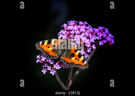 Kleine Schildkrötenpantelblattlaus (Aglais urticae), die sich auf Purptop-Vervain (Verbena bonariensis) ernähren. Juli 2020. Västmanland, Schweden. Stockfoto