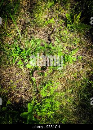 Eine gewöhnliche Strumpfnatter in Gras und Laub, Kanada Stockfoto