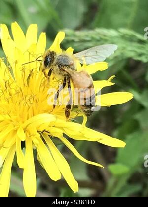 Wespe auf einer Löwenzahn Blume Stockfoto