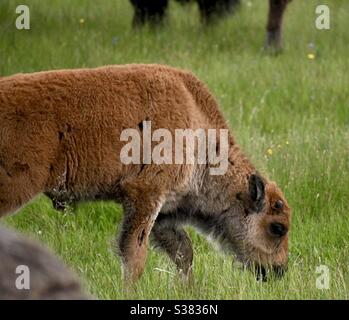 Amerikanisches Bisonkalb im Yellowstone National Park. Stockfoto