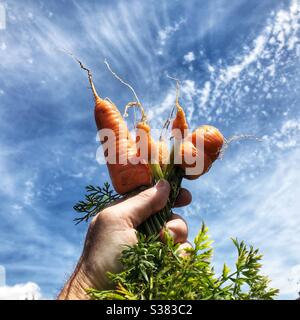 Frische Bio-Karotten gerade aus einem Garten Zuteilung im Juli UK gepflückt Stockfoto