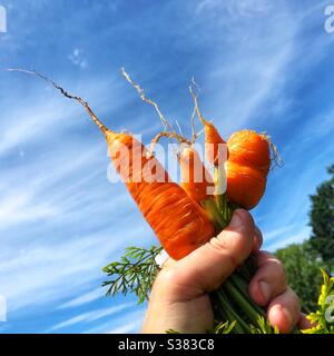 Hausgemachte Karotten, die gerade aus einem Garten im Juli in Großbritannien geerntet wurden Stockfoto